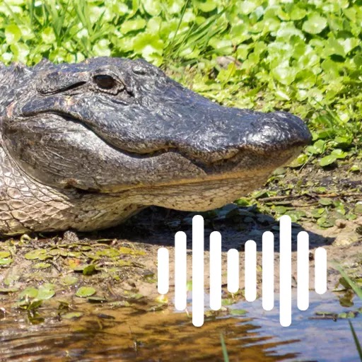 Alligator Croc Calls