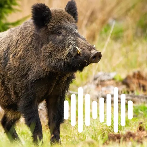 Hog Pig Boar Calls