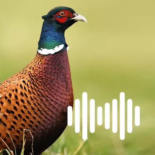 Pheasant Calls