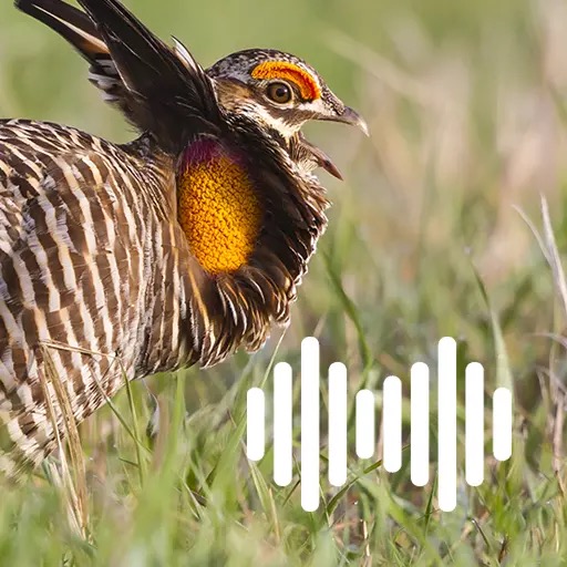 Prairie Chicken Calls