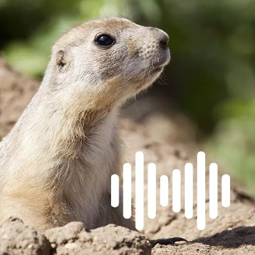 Prairie Dog Calls