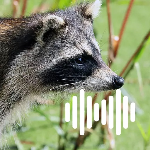 Raccoon Calls